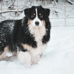 Australian Shepherds from Twisted Willow Australian Shepherds