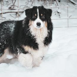 Australian Shepherds from Twisted Willow Australian Shepherds