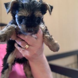 Girl 4 1500 - Black and tan female Yorkshire Terrier puppy in Douglas, Georgia from Southern Georgia Yorkies