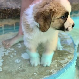 Milky Way Luna yellow collar - Rust and white female Saint Bernard puppy in Auburn, Washington from Sara’s Saint Bernards