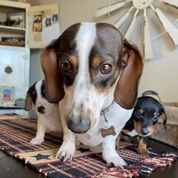 Roxie  - Dachshund