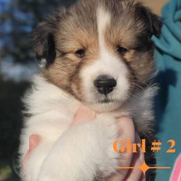 Puppy girl - Sable and white female Shetland Sheepdog puppy in Trenton, Michigan from Leigh Hi Shelties