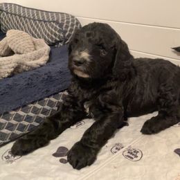"Tyrus" Goldendoodle Puppies from Lady’s Goldendoodles