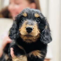 Boy 1 - Dachshund puppy from Johnson Prairie Pups