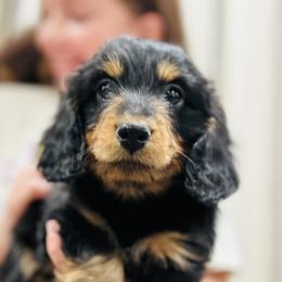 Boy 1 - Dachshund puppy from Johnson Prairie Pups