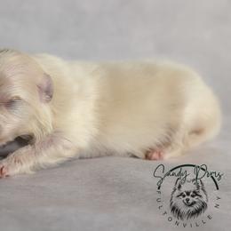 Biscuit - Cream male Pomeranian puppy in Fultonville, New York from Sandy Aussies & Pomeranians