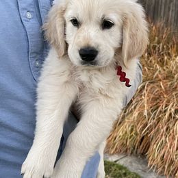 Red Boy - Light golden male Golden Retriever puppy in Fremont, Ohio from Mi-Kels Belgians and Goldens
