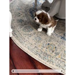 Beautiful sweet boy - Blenheim male Cavalier King Charles Spaniel puppy in Hesperia, Michigan from Whiteriver Cavaliers
