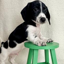 Rocco AKC - Piebald male Dachshund puppy in Hendersonville, North Carolina from Snarky Doxy Miniature Dachshunds