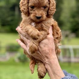 Goldendoodle Puppies from Amazing Grace Doodles