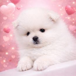 Cashmere - White male Pomeranian puppy in Odessa, Texas from Cherry's Poms