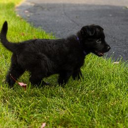 Girl 4 - German Shepherd puppy from AKC Black German Shepherds