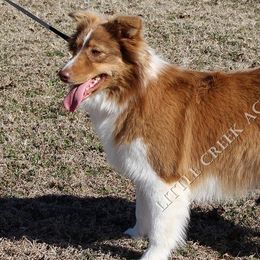 Heidi - Australian Shepherd