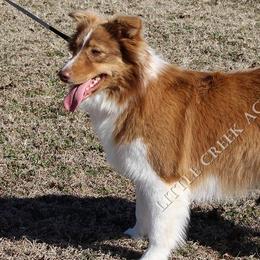 Heidi - Australian Shepherd