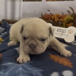 Casey - Blue fawn male French Bulldog puppy in Spokane, Washington from Lilac City Frenchies