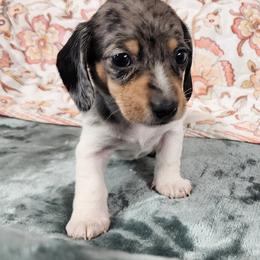 Bailey Brindle - Dapple female Dachshund puppy in Anaconda, Montana from Williams Family Dachshunds