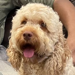 Hazel - Cockapoo
