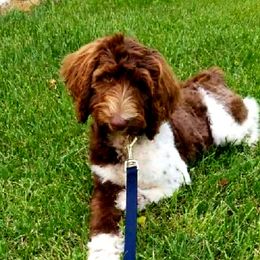 Labradoodle Puppies from 101 Labradoodles