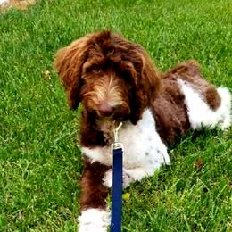 Labradoodle Puppies from 101 Labradoodles