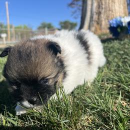 Pomeranian Puppies from Royal Paws Of Colorado