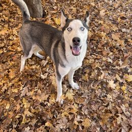 Dutches - Siberian Husky