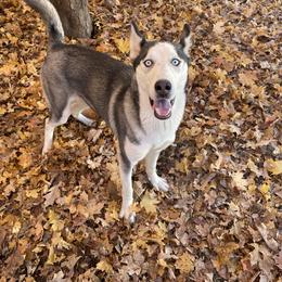 Dutches - Siberian Husky