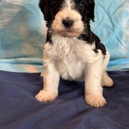 Bruno - Tri-color male Bernedoodle puppy in Longmont, Colorado from Colorado Miniature Bernedoodle Puppies