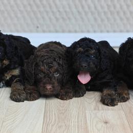 Bernedoodles and Goldendoodles from Edmond Doodles, LLC