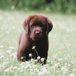 Labrador Retriever Puppies from Prebleridge Acres