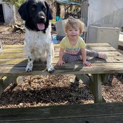 Stabyhoun All Grown Up from Faehouns