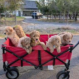 Double Doodle and Goldendoodle Puppies from Big Red Paw Doodles