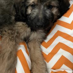 Saint Berdoodle Puppies from Brewer's Doodles