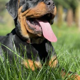 Rottweiler Puppies from Vom Hause Stan