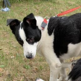 McGyver “Mac” - Border Collie