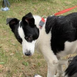 McGyver “Mac” - Border Collie