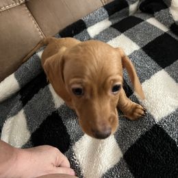 Brewster - Red Dachshund puppy in Sanford, Florida from Tammy's Dachshunds