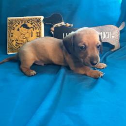 Vegeta - Red male Dachshund puppy in Park Hills, Missouri from Sugar Pop Dachshunds
