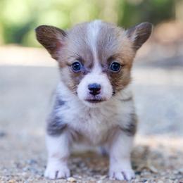Pop Tart - Sable female Pembroke Welsh Corgi puppy in Star City, Arkansas from Say When Corgi Co.