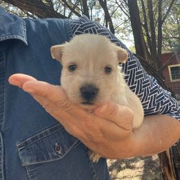 Scottish Terrier and Toy Australian Shepherd Puppies from Pecan Creek