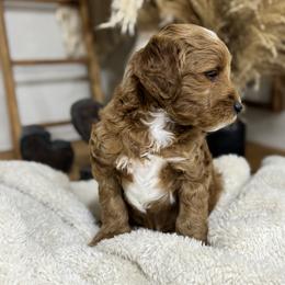 Goldendoodle and Maltipoo Puppies from Jessica's Maltipoo and Goldendoodle
