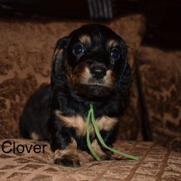 Clover - Black and tan female Dachshund puppy in Oxford, Pennsylvania from Emily’s Dachshund Puppies