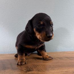 Acorn - Black and tan male Dachshund puppy in Live Oak, Florida from Johnson’s Weiner Farm