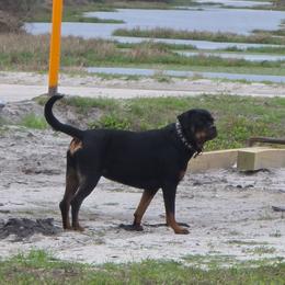 Kaida - Rottweiler