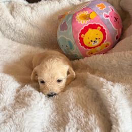 Lilly - Cream female Havapoo puppy in Tennessee Colony, Texas from Poodle an Doodles 3:16