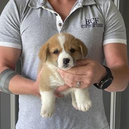 Olive - Male 2 - Red male Pembroke Welsh Corgi puppy in Jefferson, South Carolina from Blue Creek Farms