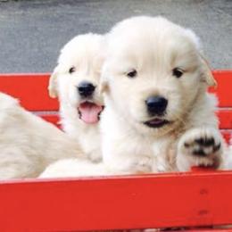 Golden Retrievers from 2Journey golden retrievers