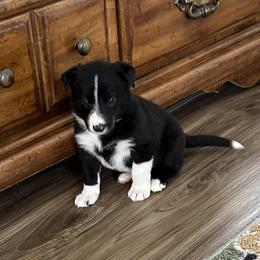 Ruger - Black and white male Border Collie puppy in Henagar, Alabama from Ridge Kap Border Collies