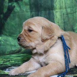 Zinnie sparkle blue collar - Golden female Golden Retriever puppy in Great Falls, Montana from VS Golden Fields