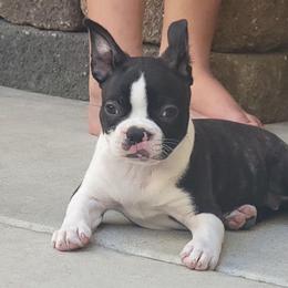 Sam - Black brindle and white male Boston Terrier puppy in Fresno, California from 4 The Love of Boston