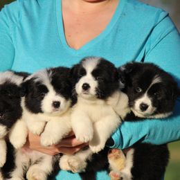 Border Collie Puppies from Kagee Border Collies